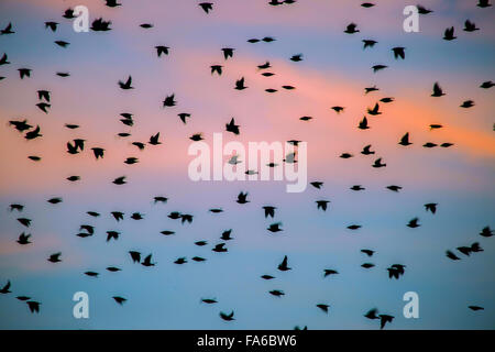A Flock of Grackles flying at sunset, San Antonio, Texas, United States Stock Photo