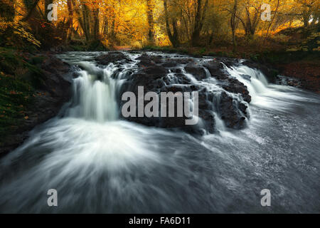 River flowing over rocks in forest, Ireland Stock Photo
