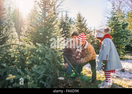 Young boy cutting down Christmas tree with father and sister Stock Photo