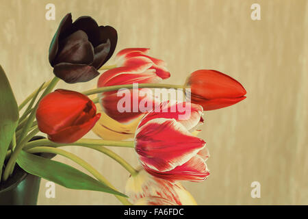 Beautiful large red tulips, pink, black ceramic vase on a light background. Stock Photo