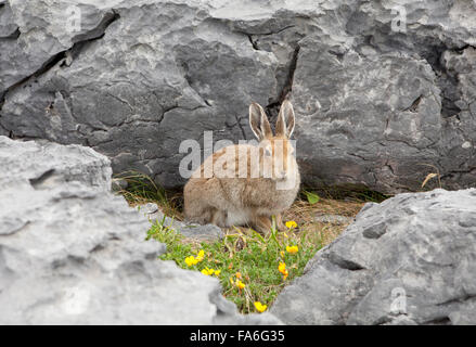 An Irish hare (Lepus timidus hibernicus) sits in a limestone pavement in the Burren, Ireland Stock Photo