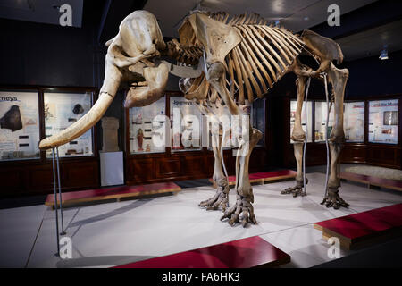 Manchester University Museum Mammoth Skeleton  Manchester Museum is a museum displaying works of archaeology, anthropology and n Stock Photo