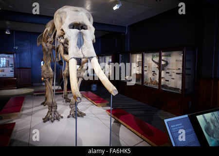 Manchester University Museum Mammoth Skeleton  Manchester Museum is a museum displaying works of archaeology, anthropology and n Stock Photo