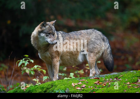 Well-fed European grey wolf (Canis lupus) with fat belly in autumn forest Stock Photo