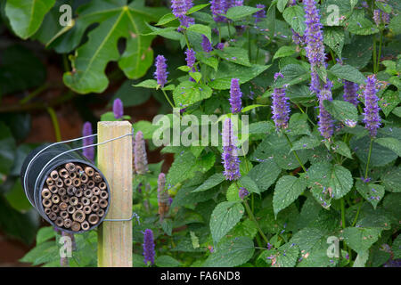 Box for Red mason bees filled with hollow pipes Stock Photo