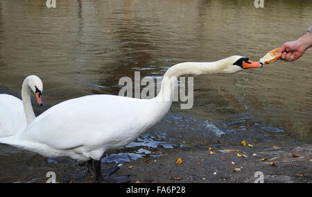 Mute swan eating from hand Stock Photo