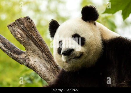 Giant panda bear falls asleep during the rain in a forest after eating bamboo Stock Photo