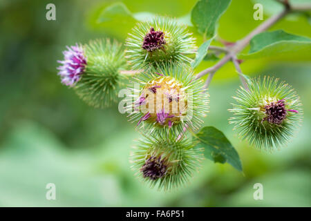 Arctium lappa or greater burdock in bloom in summer, the flowers of this plant are purple and grouped in globular capitula, unit Stock Photo
