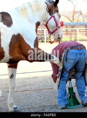 Farrier and horse bonding. Stock Photo