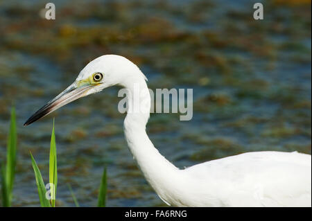 Juvenile little blue heron Stock Photo