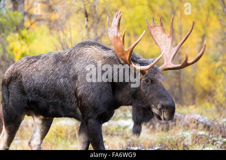 A bull moose with wet fur walks out from fall cottonwood trees in Grand Teton National Park, Wyoming. Stock Photo