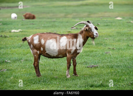 Brown and white cashmere goat, Orkhon Valley, Khangai Nuruu National Park, Övörkhangai Aimag, Mongolia Stock Photo