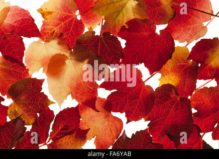 Grape ivy (Parthenocissus tricuspidata), leaves, autumn colours, lit from behind, white background Stock Photo