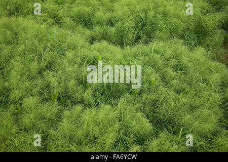 Horsetail, also snakegrass or puzzlegrass (Equisetum sp.), Iceland Stock Photo