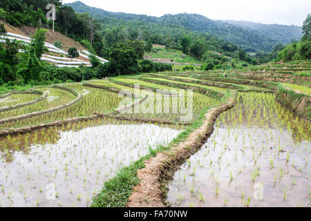 Rice field terraces in doi inthanon, Ban Sob Aeb Chiangmai Thailand Stock Photo
