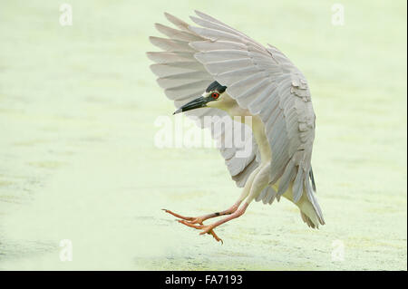 Adult black-crowned night heron symmetrical landing Stock Photo