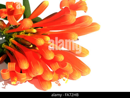 honeysuckle flower on white background Stock Photo