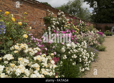 Beautiful rose border on external wall at Mottisfont Abbey walled rose garden in mid-June; Hampshire Stock Photo