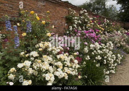 Beautiful rose border on external wall at Mottisfont Abbey walled rose garden in mid-June; Hampshire Stock Photo