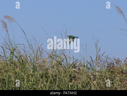 Bago. 23rd Dec, 2015. Photo taken on Dec. 23, 2015 shows a blue-tailed bee-eater flying over Moeyungyi Wetland Wildlife Sanctuary in Bago region, Myanmar. Moeyungyi Wetlands is situated in Bago Division. Every year, millions of birds usually fly from the northern hemisphere to the south along the East-Asian Australian Flyway to escape from winter. They stop to rest and feed in Asia. So the flyway contains a network of wetlands and Moeyungyi is one of which could cooperate to certain migrated as well as domestic birds. Credit:  U Aung/Xinhua/Alamy Live News Stock Photo
