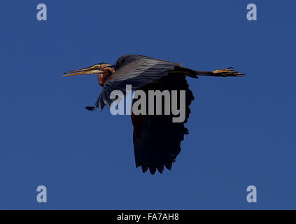 Bago. 23rd Dec, 2015. Photo taken on Dec. 23, 2015 shows a purple heron flying over Moeyungyi Wetland Wildlife Sanctuary in Bago region, Myanmar. Moeyungyi Wetlands is situated in Bago Division. Every year, millions of birds usually fly from the northern hemisphere to the south along the East-Asian Australian Flyway to escape from winter. They stop to rest and feed in Asia. So the flyway contains a network of wetlands and Moeyungyi is one of which could cooperate to certain migrated as well as domestic birds. Credit:  U Aung/Xinhua/Alamy Live News Stock Photo