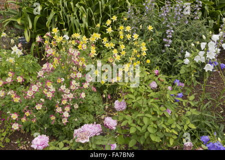 Columbines etc in border at Mottisfont Abbey walled rose garden in mid-June; Hampshire Stock Photo