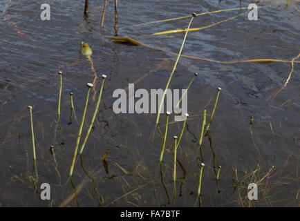 Pipewort, Eriocaulon aquaticum, in loch on the island of Coll, Inner Hebrides, Scotland. A rare western plant. Stock Photo