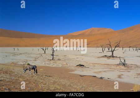 Namibia, Namib-Naukluft National park, Sossusvlei, Dead vlei and gemsbok (oryx gazella) // Namibie, Namib-Naukluft National park Stock Photo