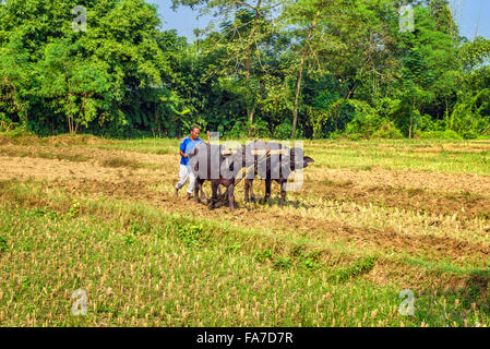 Nepalese farmer plowing agricultural field traditionally with a plow attached to a pair of bulls Stock Photo