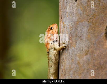 Garden lizard on a tree with smooth green background Stock Photo