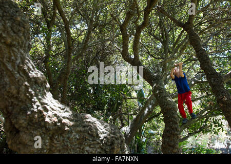 Toddler boy climbing tree Stock Photo