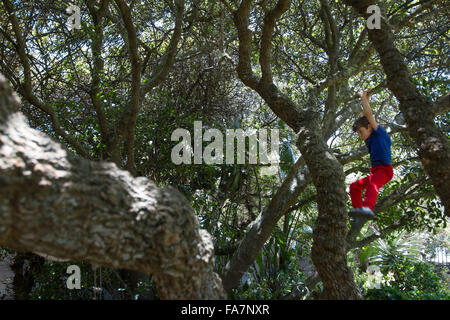 Toddler boy climbing tree Stock Photo