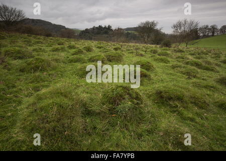 Ancient pasture with anthills in Dunster deer park, south-west Somerset, Exmoor. Stock Photo