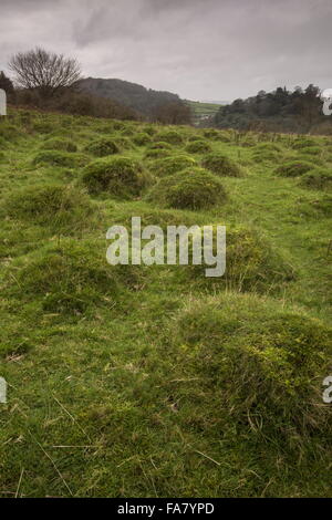 Ancient pasture with anthills in Dunster deer park, south-west Somerset ...