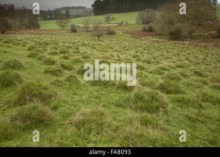 Ancient pasture with anthills in Dunster deer park, south-west Somerset ...