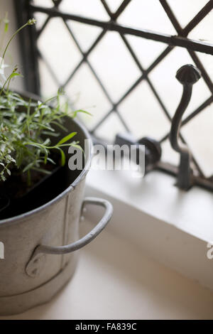 Detail of a potted herb plant on a windowsill, in the Orangery Cafe at Ham House and Garden, Surrey. Stock Photo