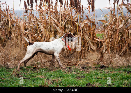 German Short hair dog on point in Milo field Stock Photo