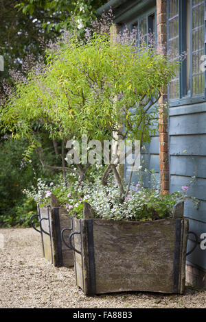 Lemon verbena, Aloysia triphylla AGM, in a terracotta pot in Mrs Stock Photo: 92380571 - Alamy