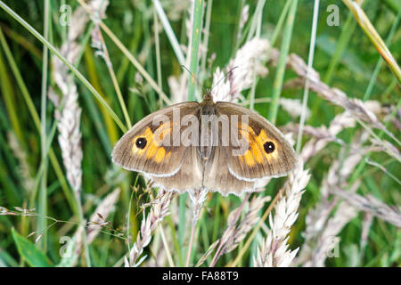 A female Meadow Brown butterfly (Maniola jurtina), England, UK