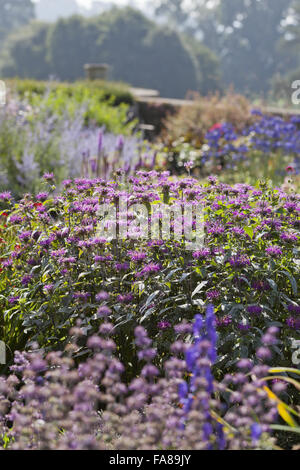 Flowers in the garden at Killerton, Devon, in August. Stock Photo