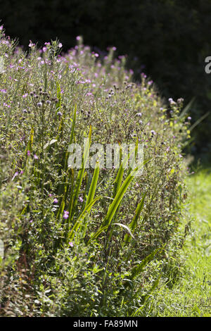 Flowers in the garden at Killerton, Devon, in August. Stock Photo