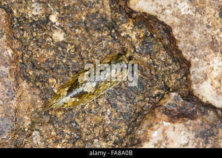 Common sea slater, sea roach, littoral woodlouse, Meeres-Klippenassel, Klippenassel, Meeresassel, Meerassel, Ligia oceanica Stock Photo