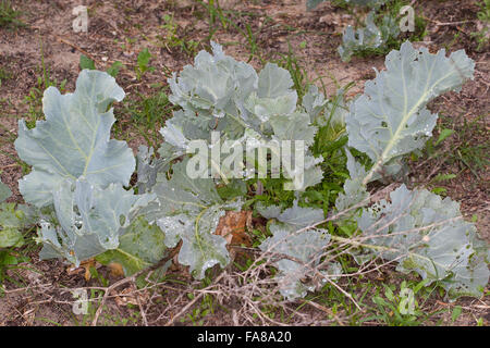 Sea Kale, Chou marin, Crambe, Küsten-Meerkohl, Meerkohl, Strandkohl ...