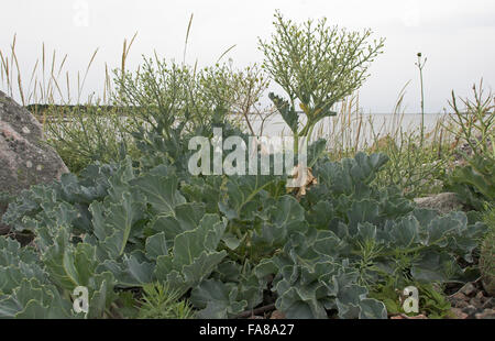 Sea Kale, Chou marin, Crambe, Küsten-Meerkohl, Meerkohl, Strandkohl ...