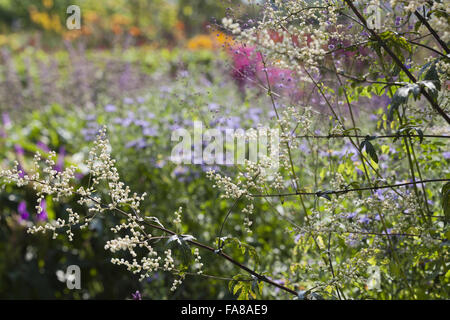 Flowers in the garden at Killerton, Devon, in August. Stock Photo