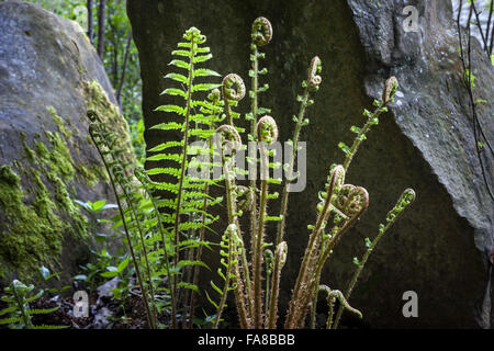 Young ferns growing near the Grotto at Claremont Landscape Garden, Surrey. Stock Photo