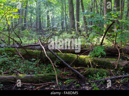 Old moss wrapped spruce tree lying and old natural deciduous stand of Bialowieza Forest in summer morning,Bialowieza forest,Pola Stock Photo