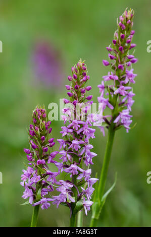 Fragrant orchids (Gymnadenia conopsea) in flower in meadow Stock Photo
