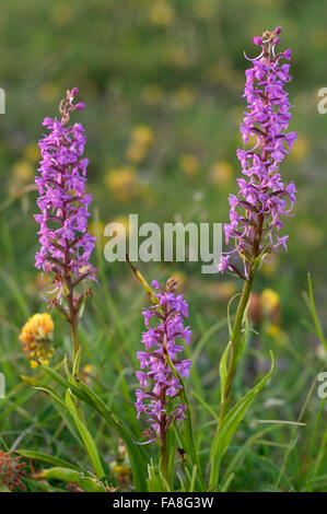 Fragrant orchids (Gymnadenia conopsea) in flower in meadow Stock Photo