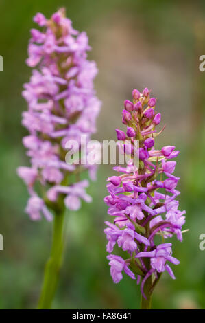 Fragrant orchids (Gymnadenia conopsea) in flower Stock Photo